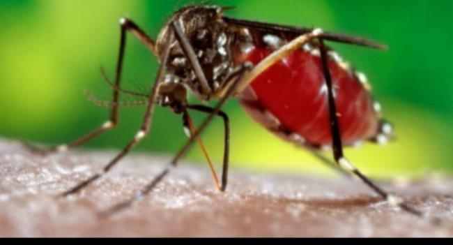 බස්නාහිර ඇතුළු ප්‍රදේශ රැසක ඩෙංගු ව්‍යාප්තිය ඉහළට